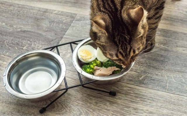 can-cat-eat-eggs-is-egg-safe-for-cats