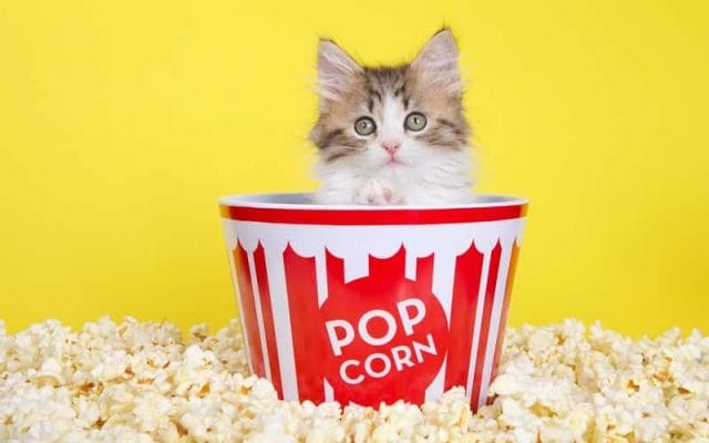 can-cat-eat-popcorn-all-you-have-to-know-1