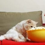 Can Cats Eat Rice? All You Have To Know! – Petscaretip 2023