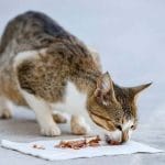 Can Cats Eat Salmon? All You Need To Know 2023 – Petscaretip