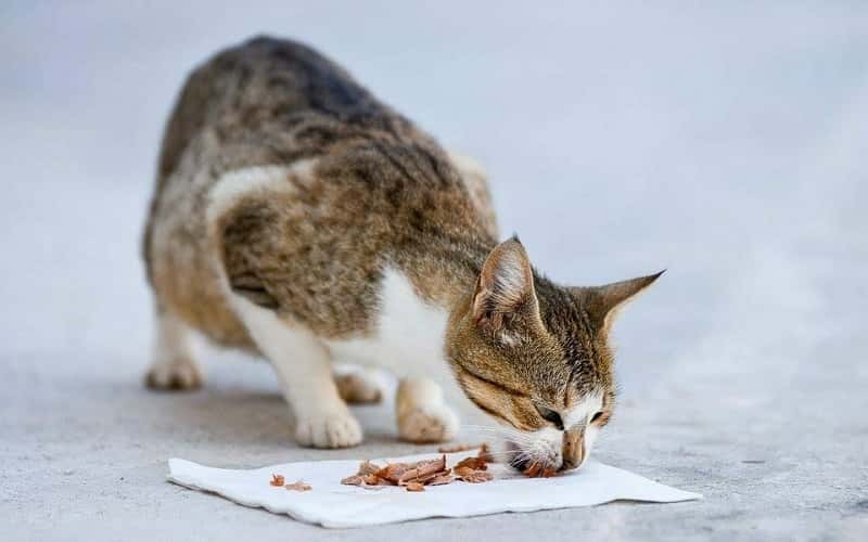 can-cats-eat-bacon-all-you-need-to-know-1