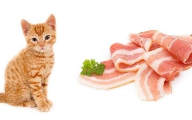 can-cats-eat-bacon-all-you-need-to-know-2