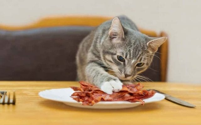 can-cats-eat-bacon-all-you-need-to-know