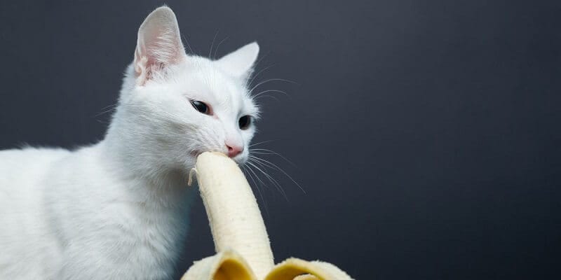 can-cats-eat-bananas