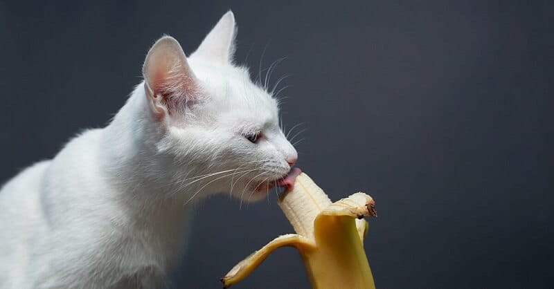 can-cats-eat-bananas