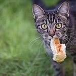 Can Cats Eat Cheese? Best Tips From Vet – Petscaretip2023