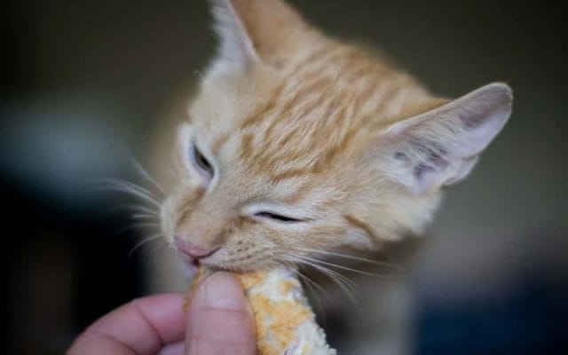 can-cats-eat-bread-all-you-need-to-know-2