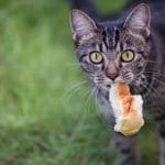 Can Cat Eat Popcorn? All You Have To Know – Petscaretip 2023