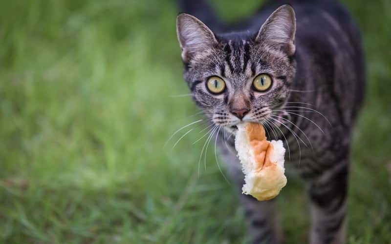 can-cats-eat-bread-all-you-need-to-know