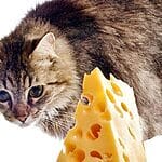 Can Cats Eat Banana? All You Need To Know 2023 – Petscaretip