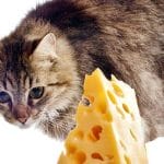 Can Cats Eat Bread? All You Need To Know – Petscaretip 2023