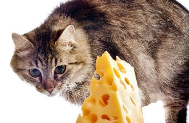can-cats-eat-cheese