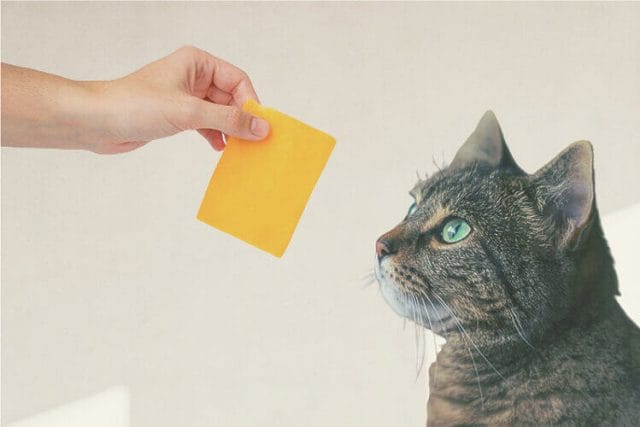 can-cats-eat-cheese