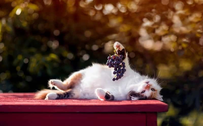 can-cats-eat-grapes-everything-you-need-to-know-1