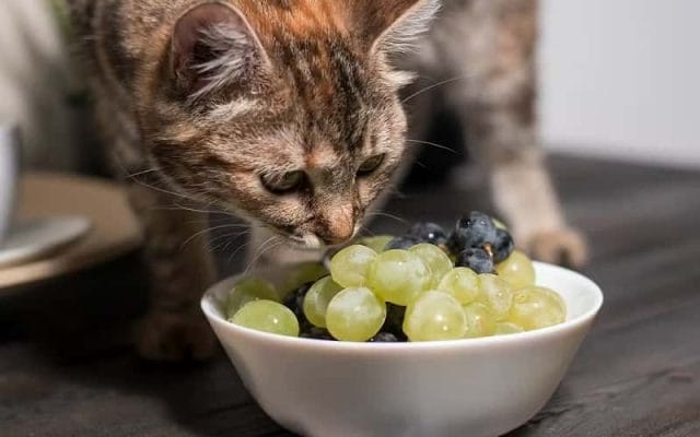can-cats-eat-grapes-everything-you-need-to-know