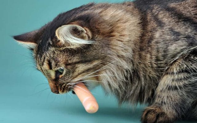can-cats-eat-hot-dogs-is-meat-good-for-cat-1