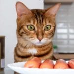 Can Cats Eat Oatmeal? Is Oat Safe Cats? – Petscaretip 2023
