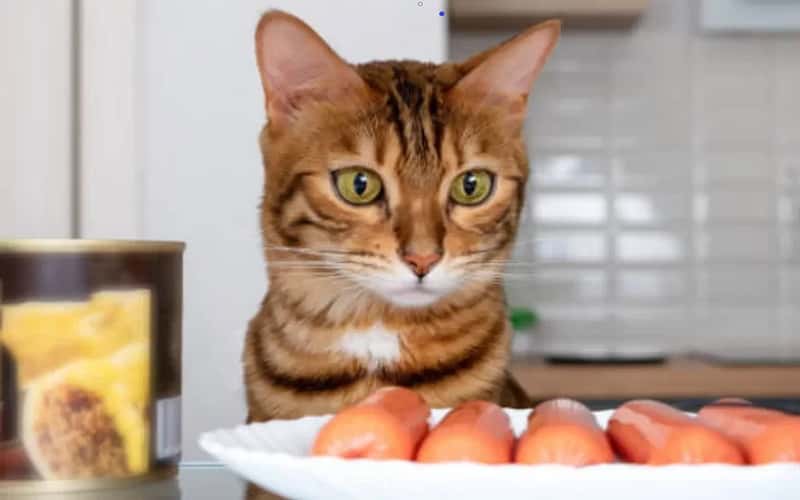 can-cats-eat-hot-dogs-is-meat-good-for-cat