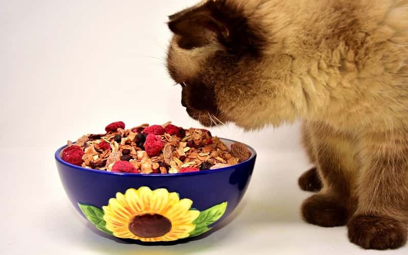 can-cats-eat-oatmeal-is-oat-safe-cats-1