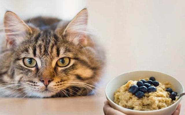 can-cats-eat-oatmeal-is-oat-safe-cats