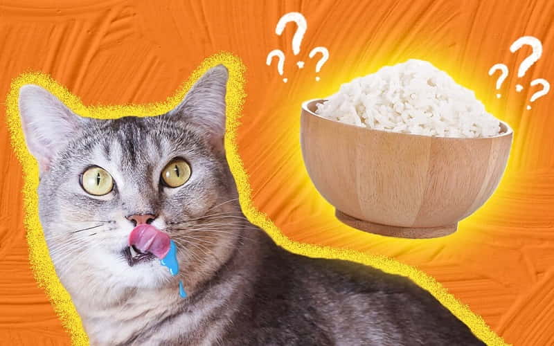 can-cats-eat-rice-all-you-have-to-know-1