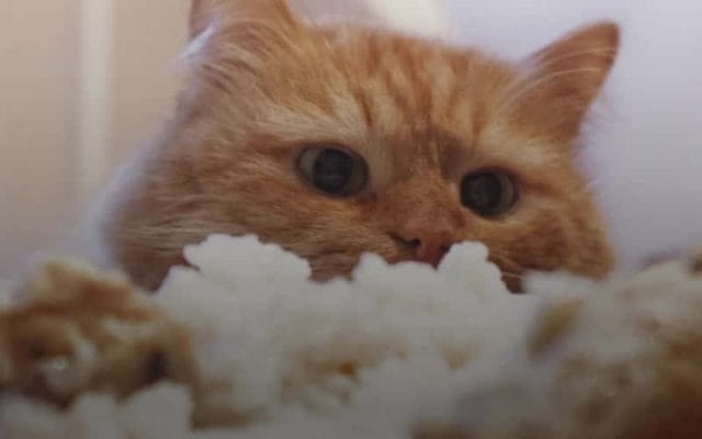 can-cats-eat-rice-all-you-have-to-know-2