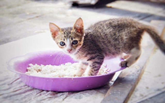 can-cats-eat-rice-all-you-have-to-know