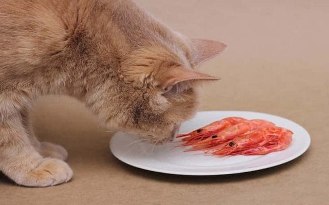 can-cats-eat-shrimp-all-you-need-to-know-1