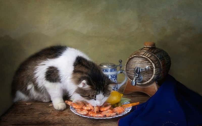 can-cats-eat-shrimp-all-you-need-to-know