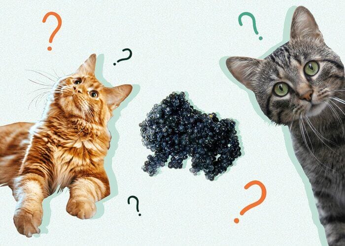 Can Cats Eat Caviar? All You Need To Know - Petscaretip 2023