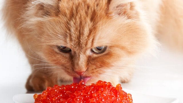 How Much Caviar Should You Feed Your Cat?