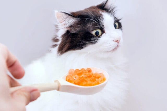 Is Caviar Safe for Cats To Eat?