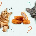 Can Cats Eat Caviar? All You Need To Know – Petscaretip 2023