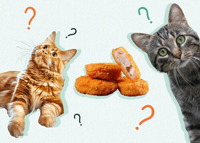 Can Cats Eat Chicken Nuggets? Tips for you - Petscaretip 2023