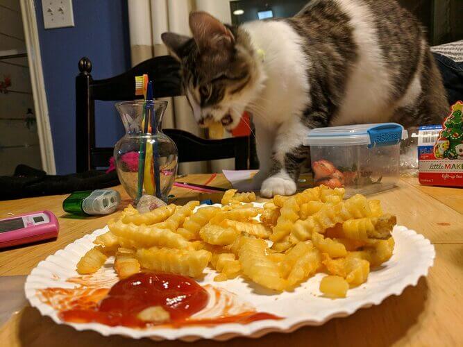 Can cats eat chicken nuggets?