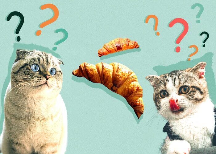 Can Cats Eat Croissants? All You Need To Know - Petscaretip 2023!