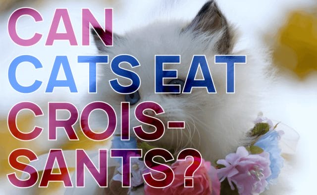 Can Cats Eat Croissants? All You Need To Know - Petscaretip 2023!