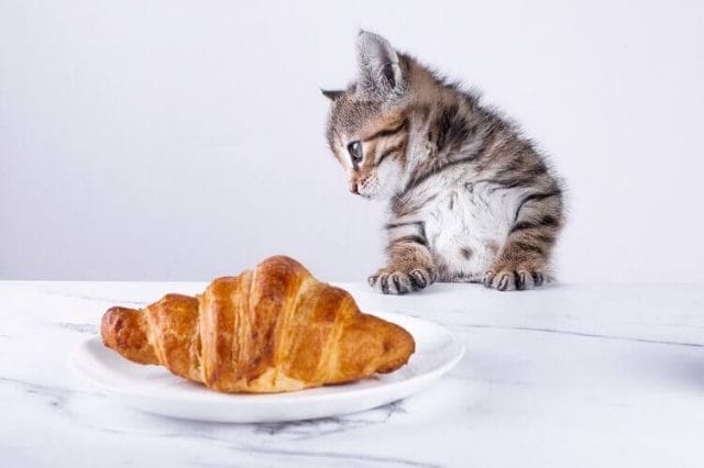 Are Croissants Good For Cats To Eat?