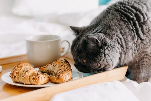 How to feed croissants to your cat?