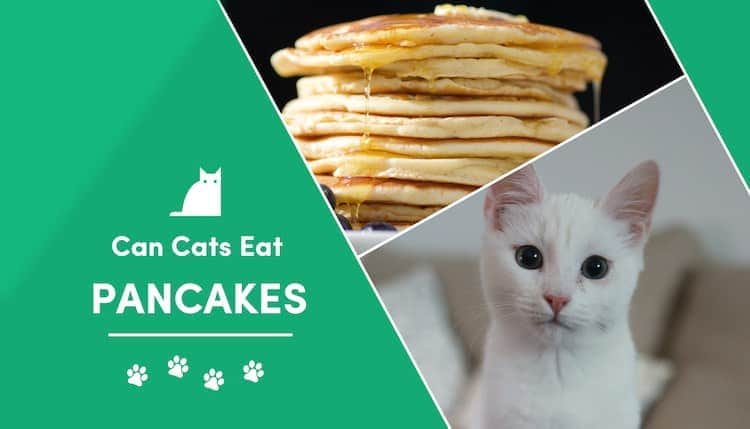 Can Cats Eat Pancakes? All You Need To Know - Petscaretip 2023