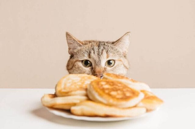 Are Pancakes Safe For Cats?