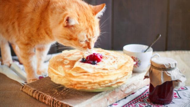 Can Cats Eat Pancakes With Butter?