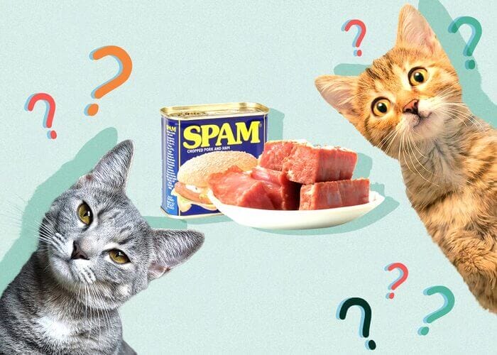 Can Cats Eat Spam? Everything you need to know 2023