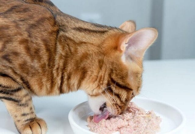 Is Spam Safe for Cats to Eat?
