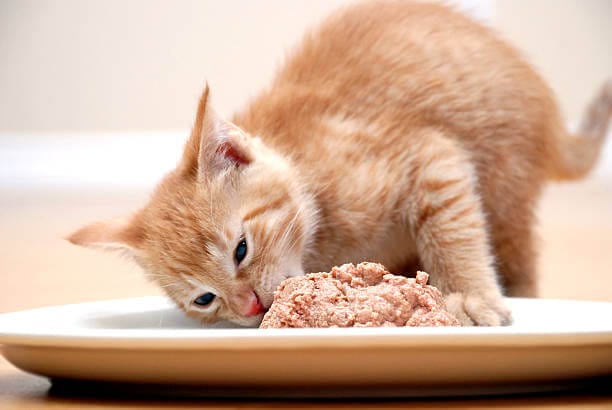What to Feed Your Cat Instead