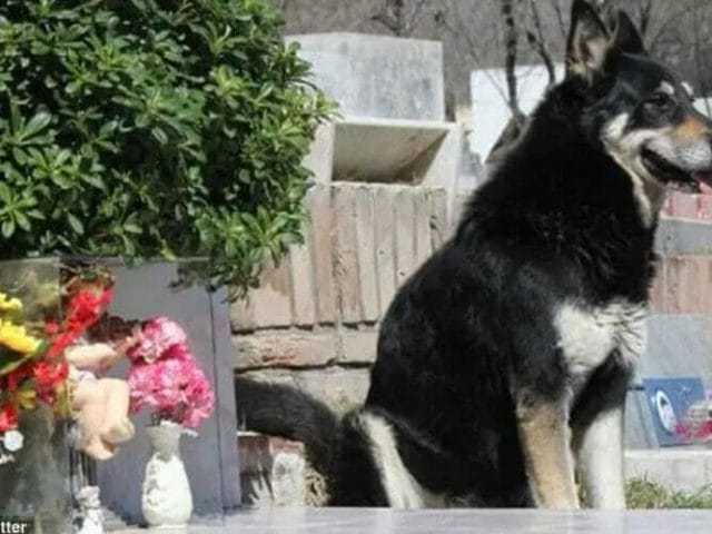 Eternal Loyal Dog Devotion: Capitan's Unwavering Watch