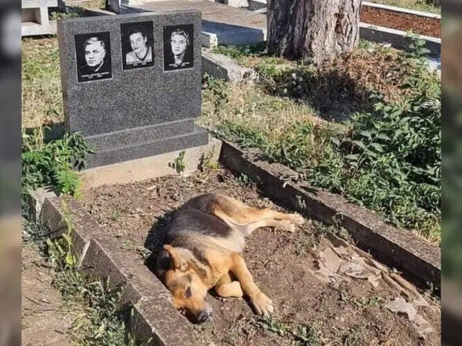 Loyal Dog Devotion: Capitan Guards Owner's Grave