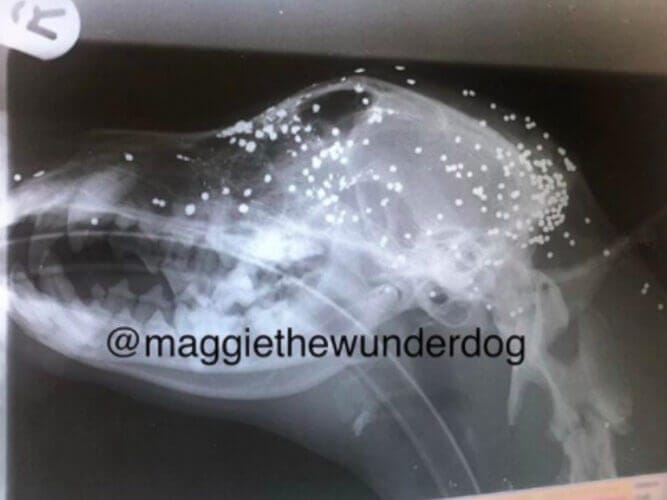 Pregnant dog shot 17 times