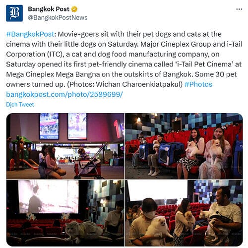  Movie-goers sit with their pet dogs and cats at the cinema with their little dogs on Saturday