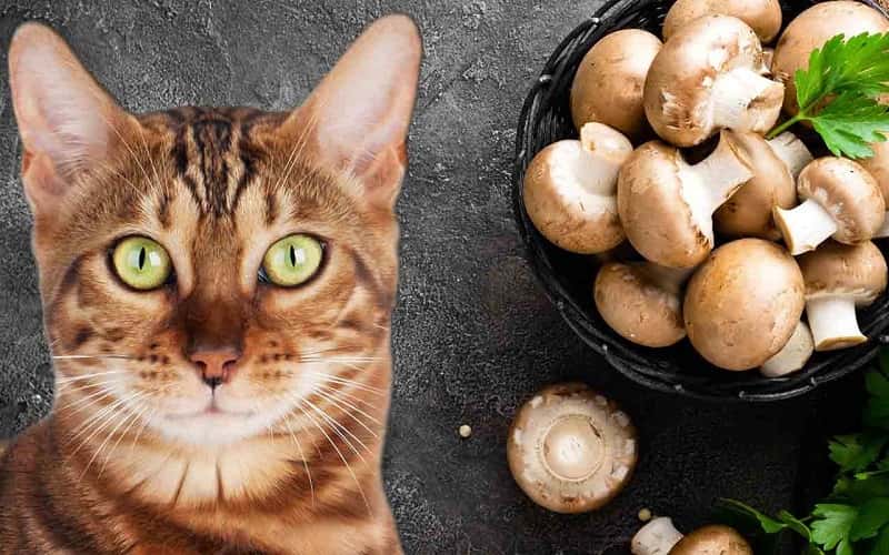 can-cat-eat-mushrooms-all-you-must-know-1